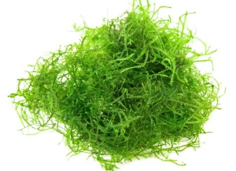 Plantas para Aquário