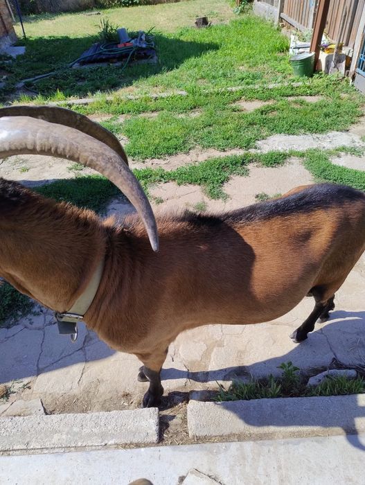 Продам  Альпийца 3 года