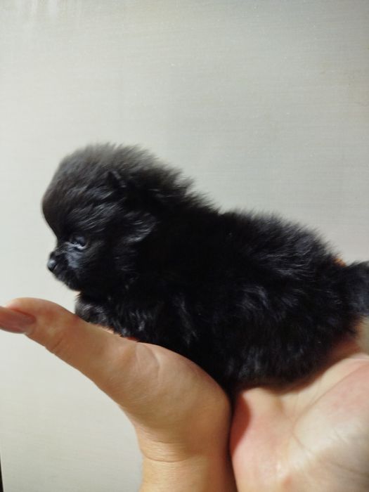 Померанський шпіц