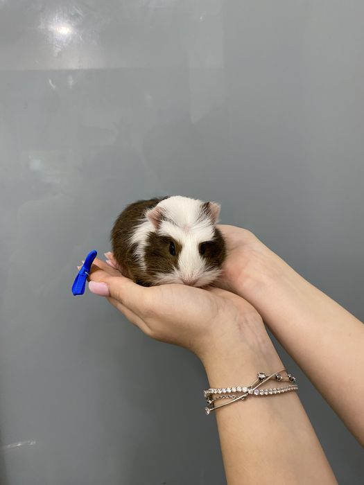 Свинка морська, морські свинки неймовірне різноманіття