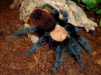 Паук птицеед для начинающих Brachypelma albiceps, самки L12/13