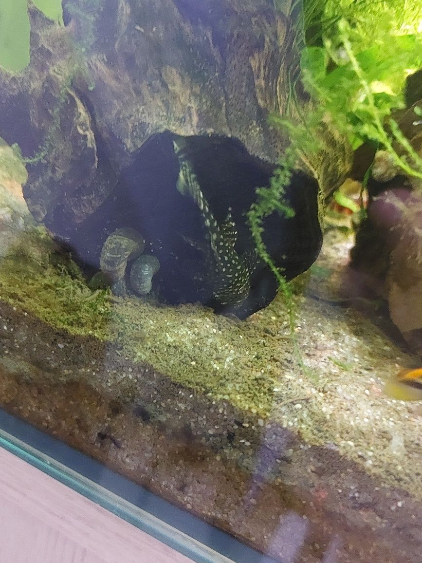 Ancistrus SP para venda