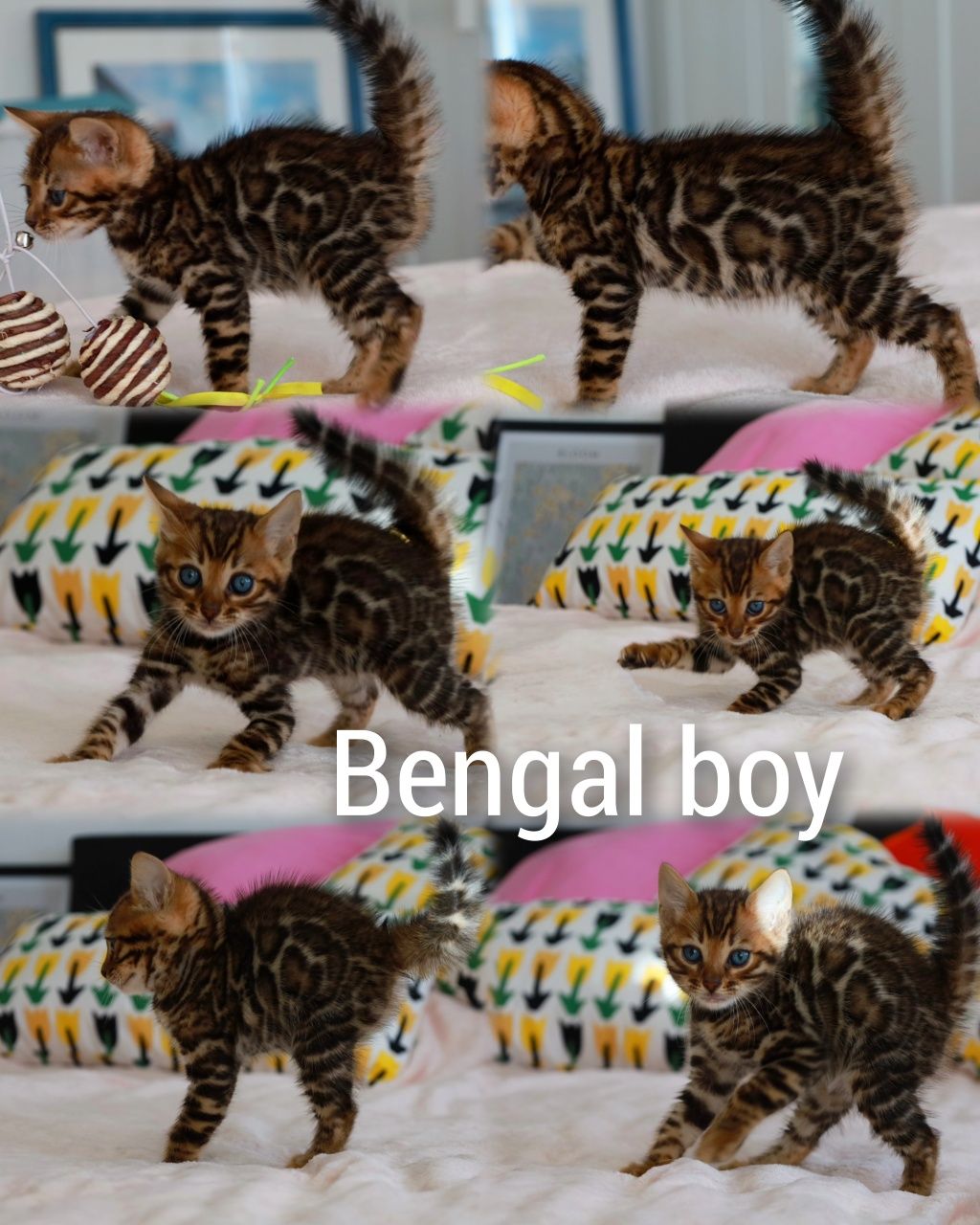 Бенгальские котята 3 девочки и 4 мальчика, родословная