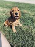 Piesek Cocker Spaniel