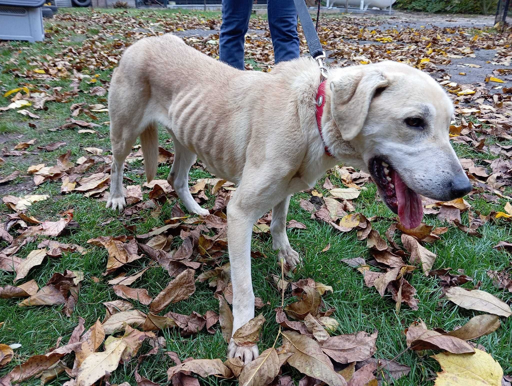 Ren - zagłodzony labrador z interwencji