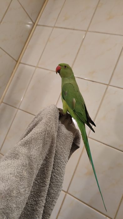 Aleksandretta obrożna zielona