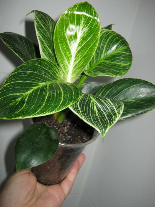 Филодендрон биркин яркая генетика кустики с отличными корнями от 50грн