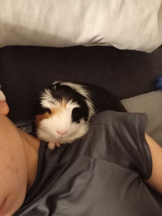 Oddam za darmo świnkę morską