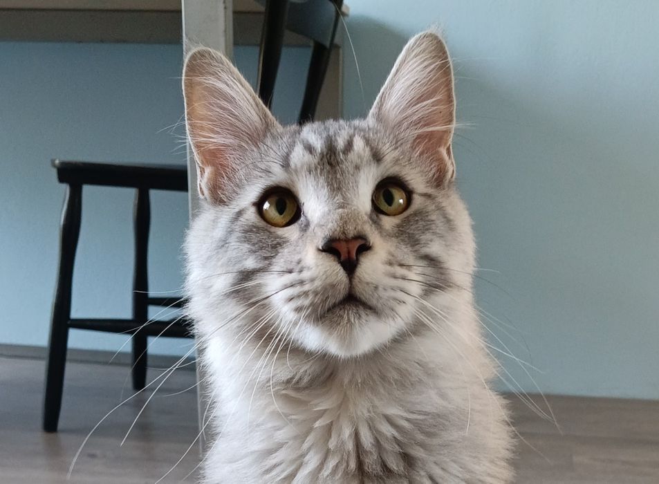 Maine coon kocurek srebrny rodowód FPL