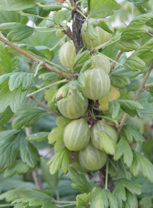 Крыжовник Крупн Колобок,Уральський ізумру,Добриня смороДоросліСаджанці