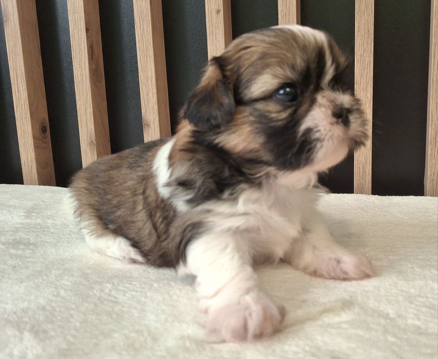 Piesek Shih Tzu rezerwacja