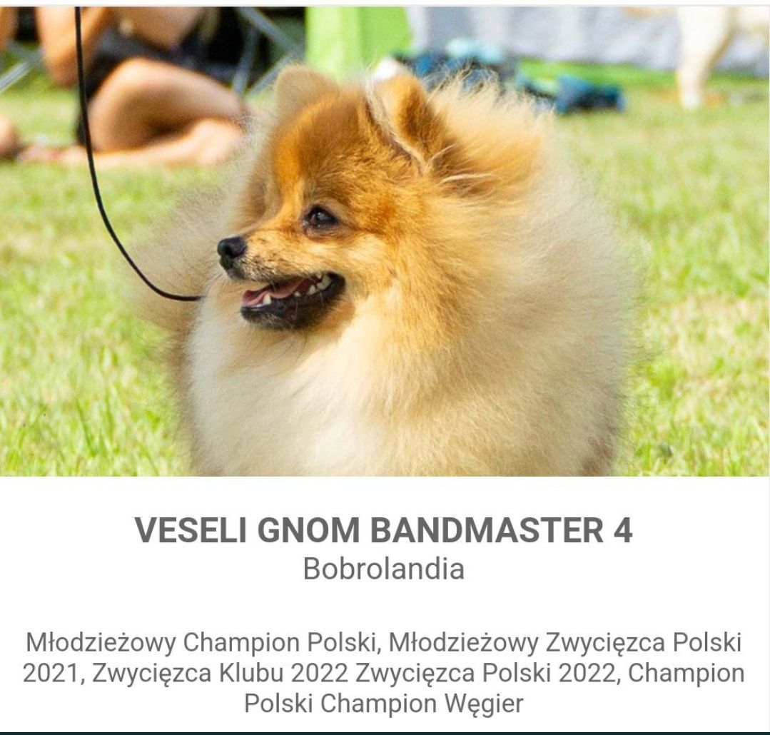 Rezerwacja Chłopiec Szpic mały pomeranian ZKwP