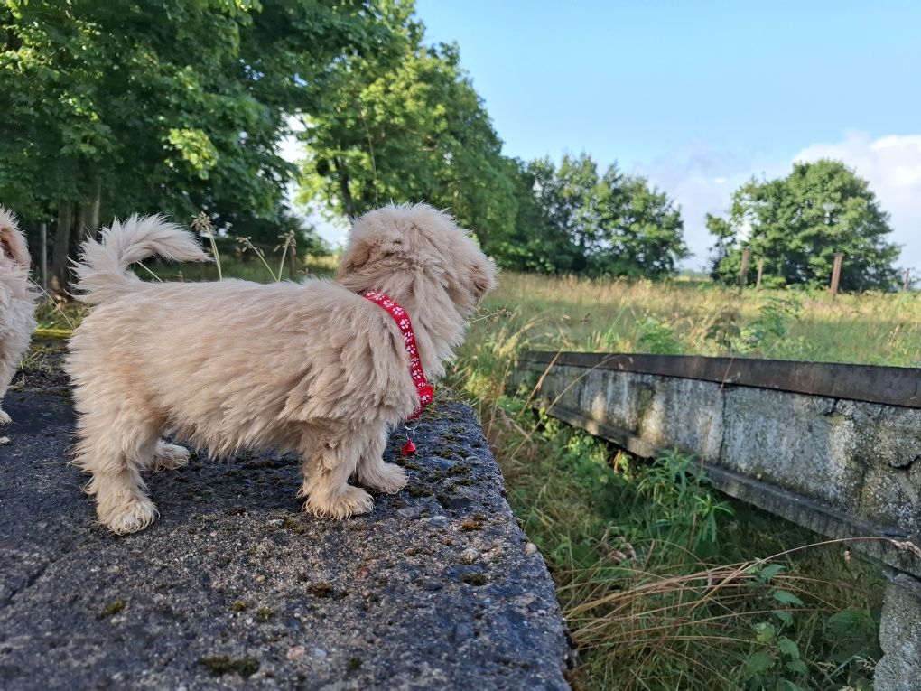 maltipoo szczeniak piesek