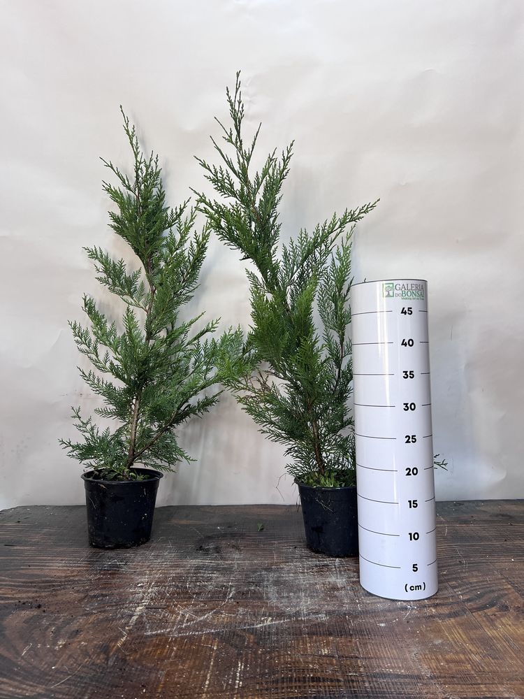 Cupressus leyland 70/80cm