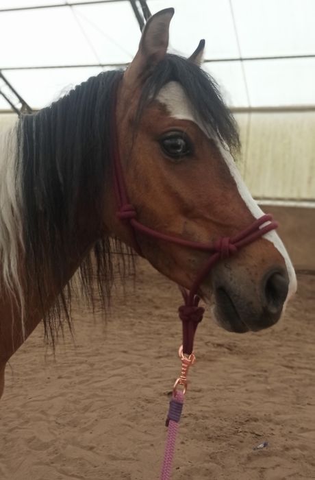 Kuc srokaty sprzedam