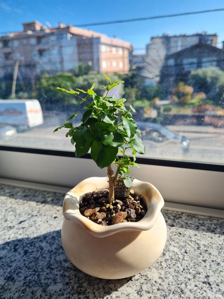 Vasos e plantas variadas