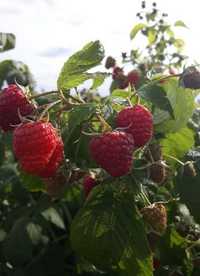 Sprzedam sadzonki malin: jesienne i letnie