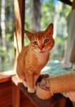 Piękny rudy kocur do adopcji