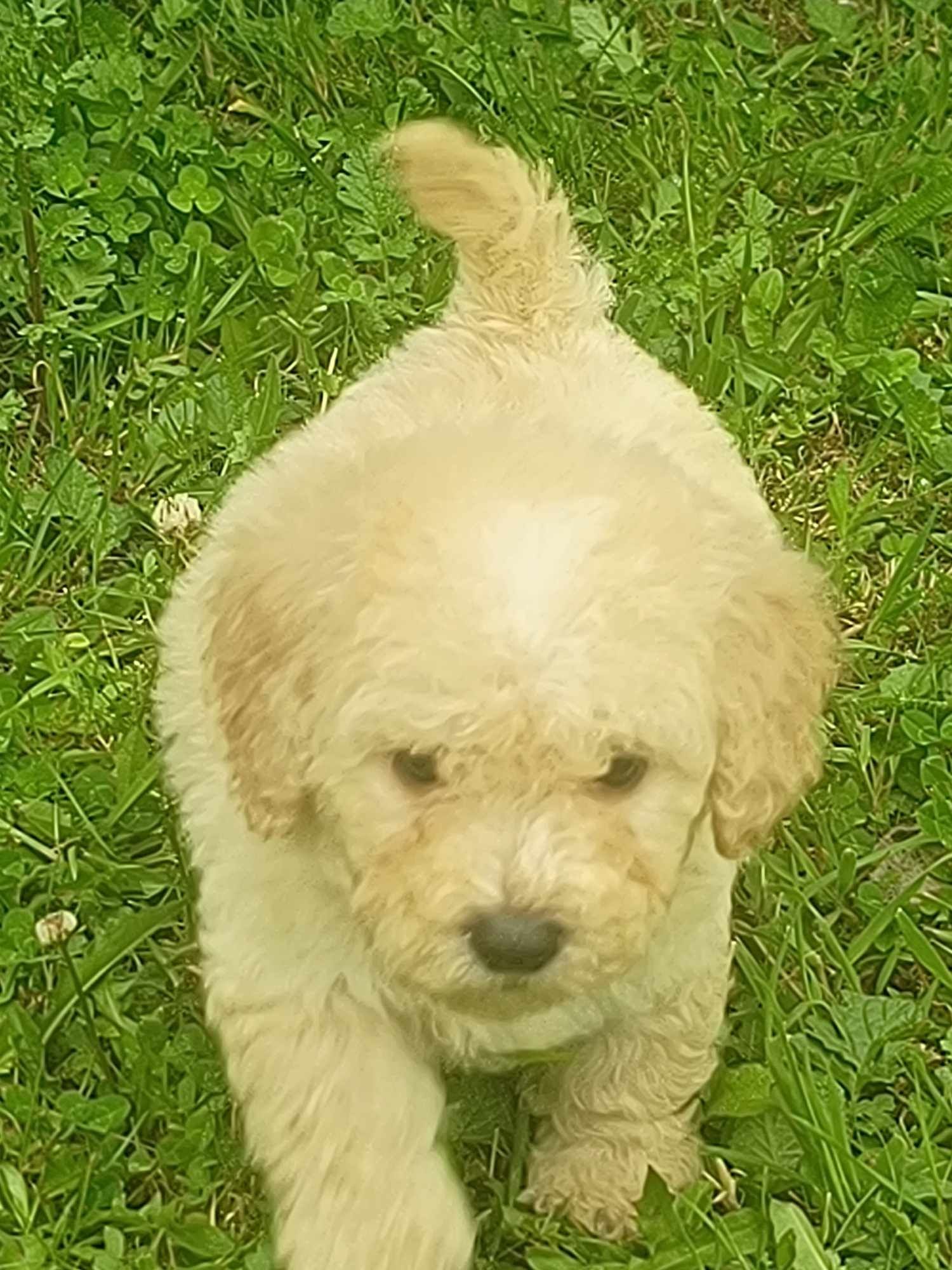 Maltipoo cudowne szczenię