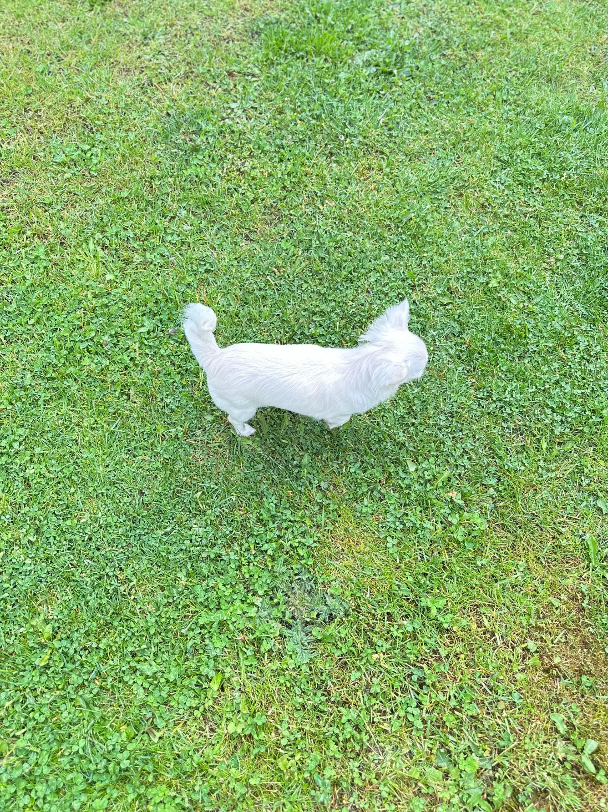 Suczka chihuahua długowłosy