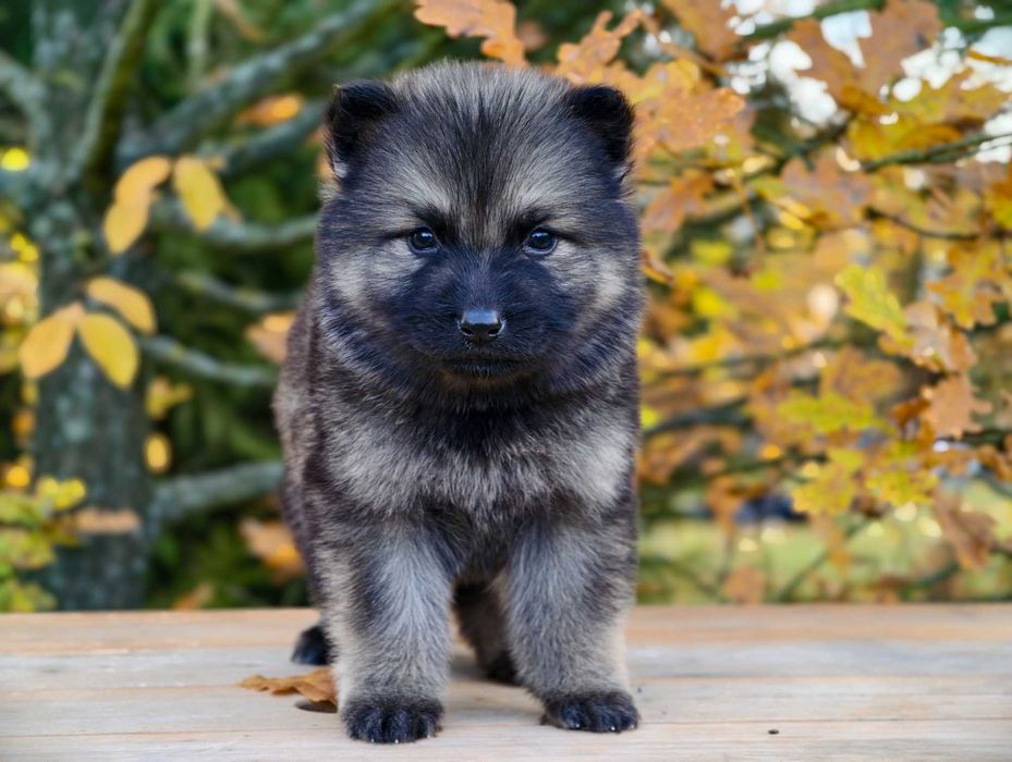 OWCZAREK STARONIEMIECKI Piękna Srebrna suczka po zdrowych rodzicach