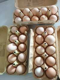 30 Jajek od kurek z własnego ogrodu za 25 zł