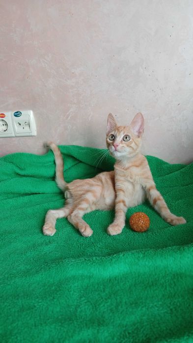 Рыжий активный котенок - мальчик, кот, 4 месяца
