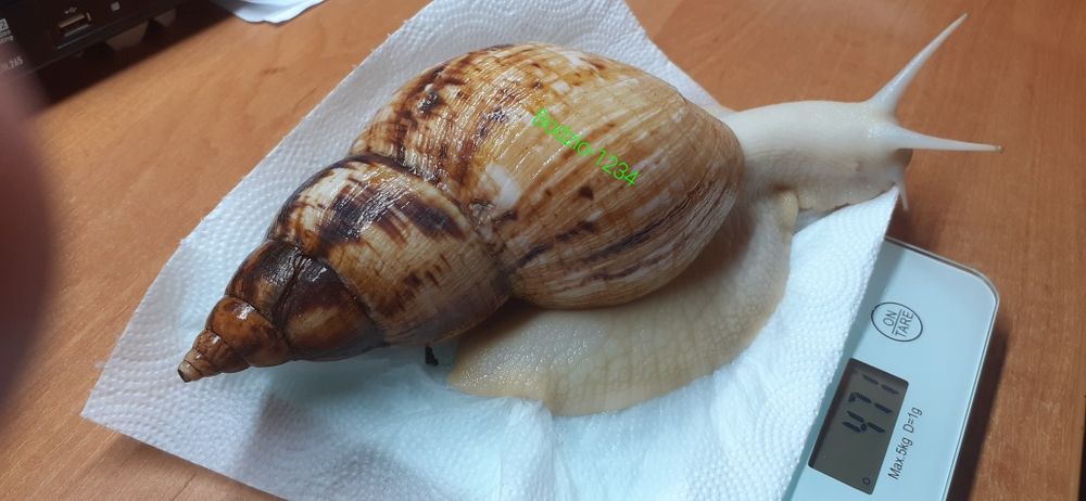 Największe ślimaki afrykańskie lissachatina Reticulata Albino boody