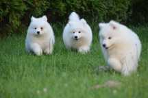 Samoyed ZKwP FCI
