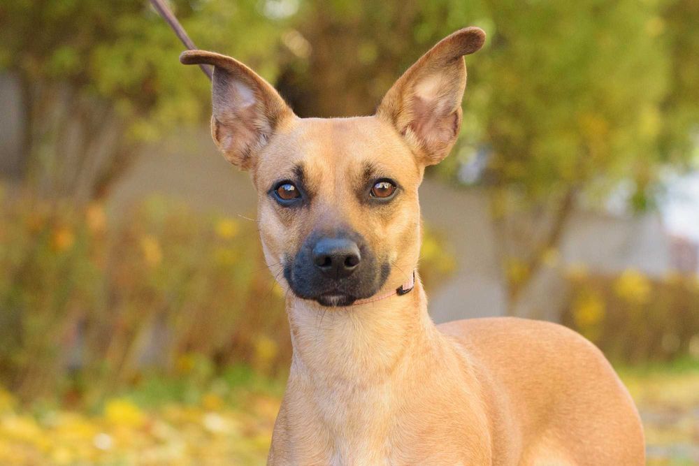 FREEKA - młodziutka, niewielka i milutka sunia