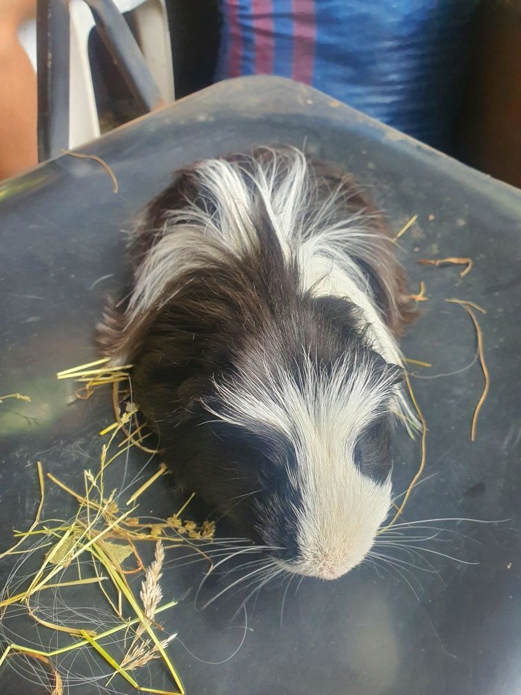 Świnka morska Sheltie 'Skunks' młody do pary