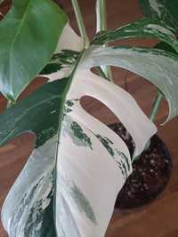 Piękna, duża Monstera variegata