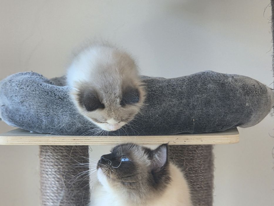 Kotek RAGDOLL kocurek blue  Bicolour