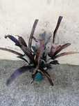 Billbergia (bromélia) planta com flor em tons rosa