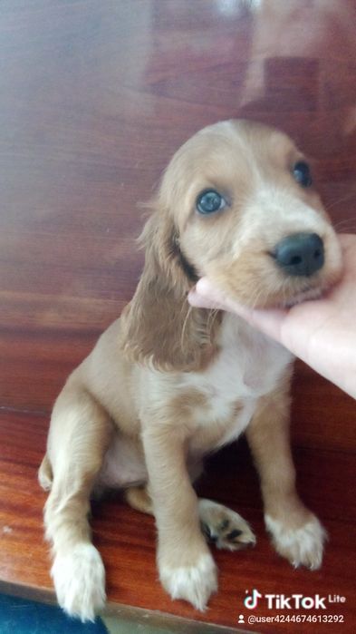 Щенята англійський кокер спаніель