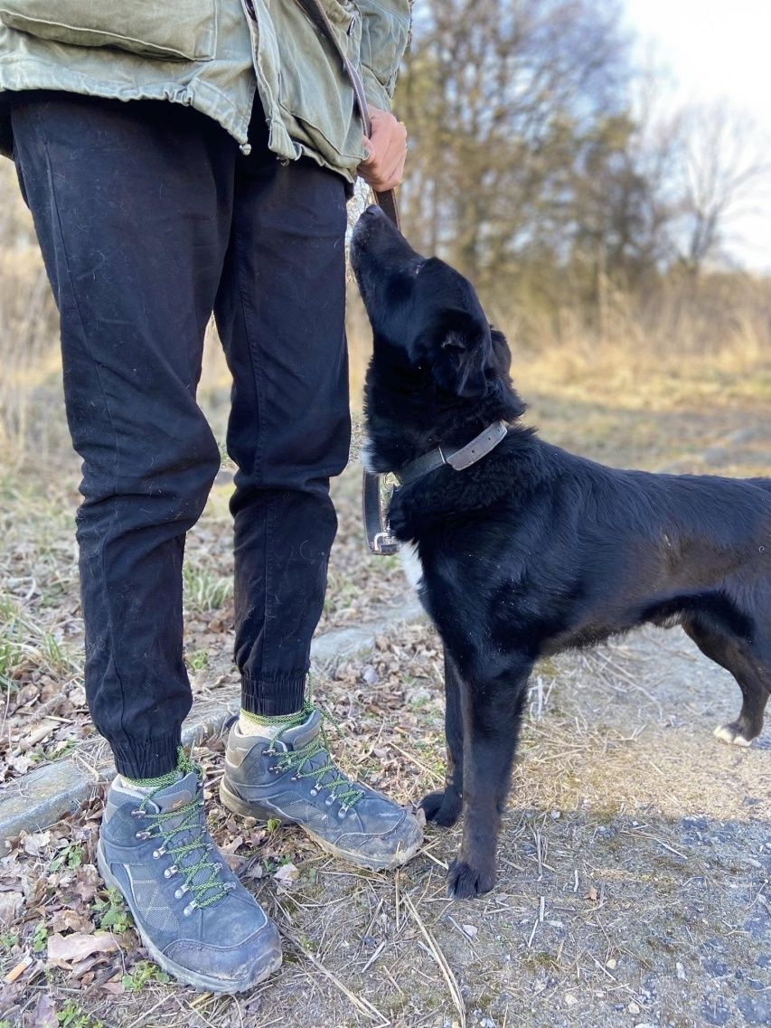 Piesek w typie labradora szuka domu