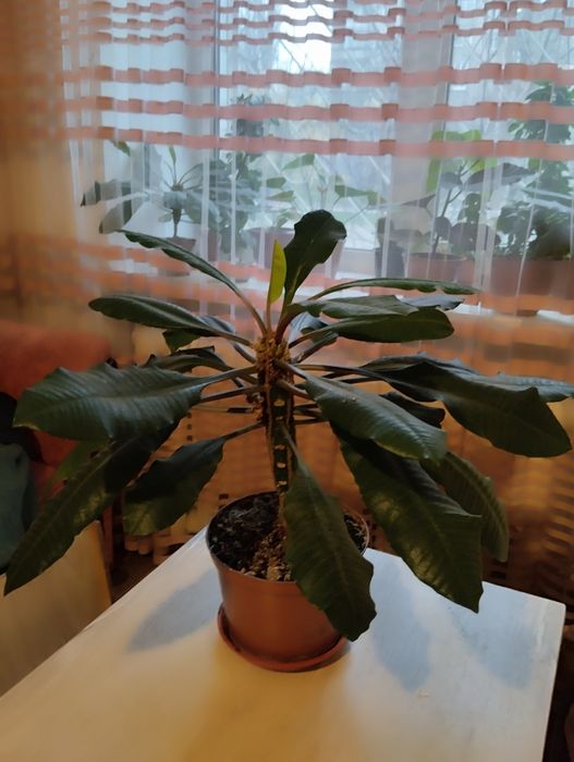 Молочай гранд велика і маленька