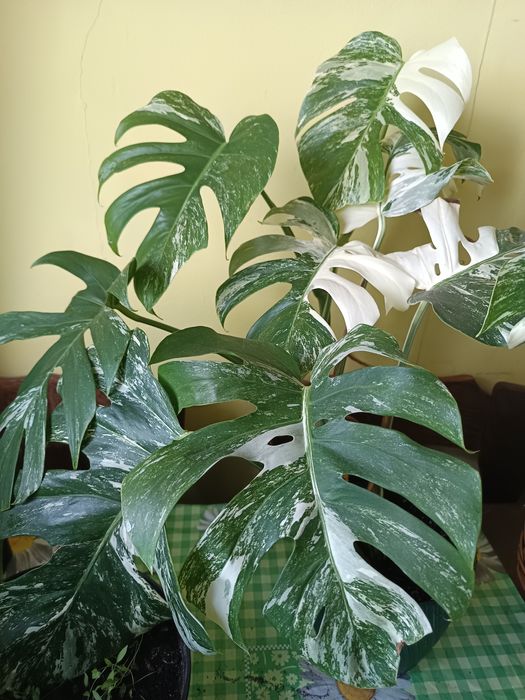 Monstera Variegata