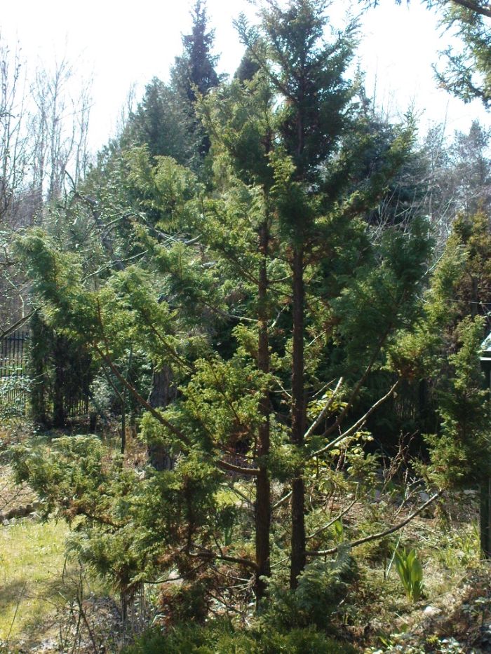 Cyprysik groszkowy Boulevard 2,5 m + jałowiec płożący sabiński fi:1,5m