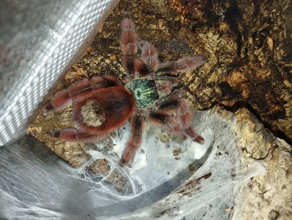 Ptasznik Caribena Versicolor 5DC samiczka z terrarium