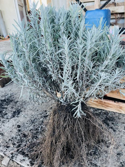 Продам! Лаванду сорт Королівська