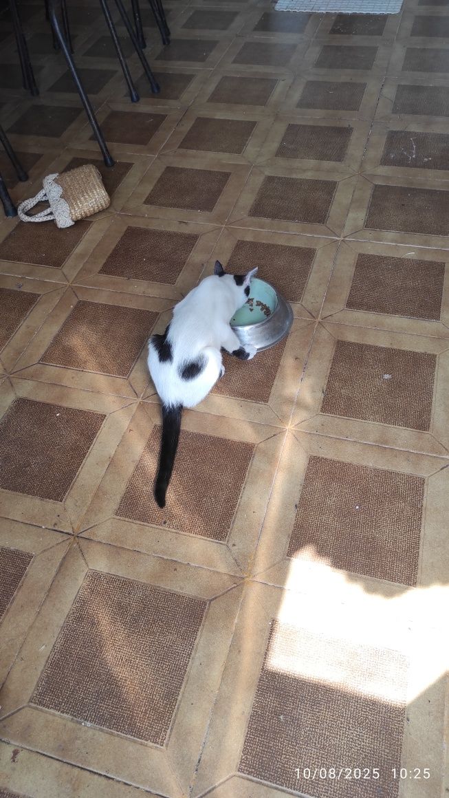 Gatinhos para adoção