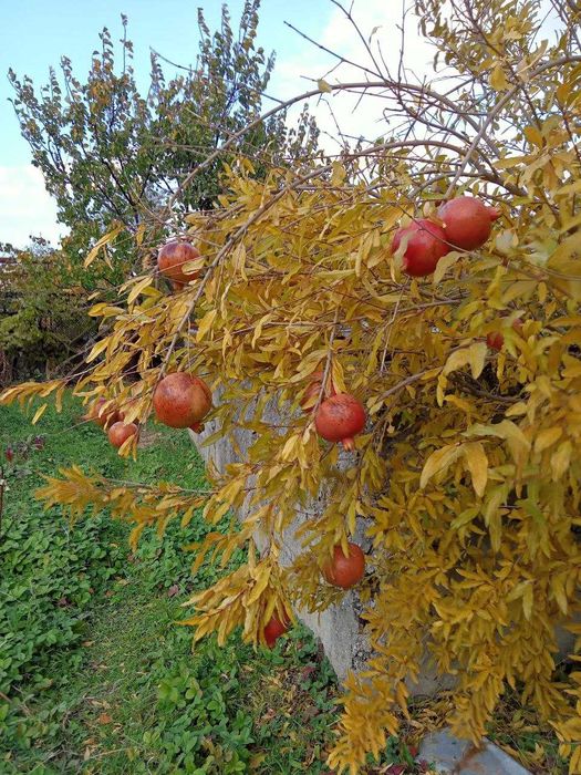 продам саженцы гранат, миндаль, зизифус, инжир.