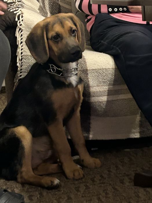 Oddam za darmo pieska Beagle mieszaniec