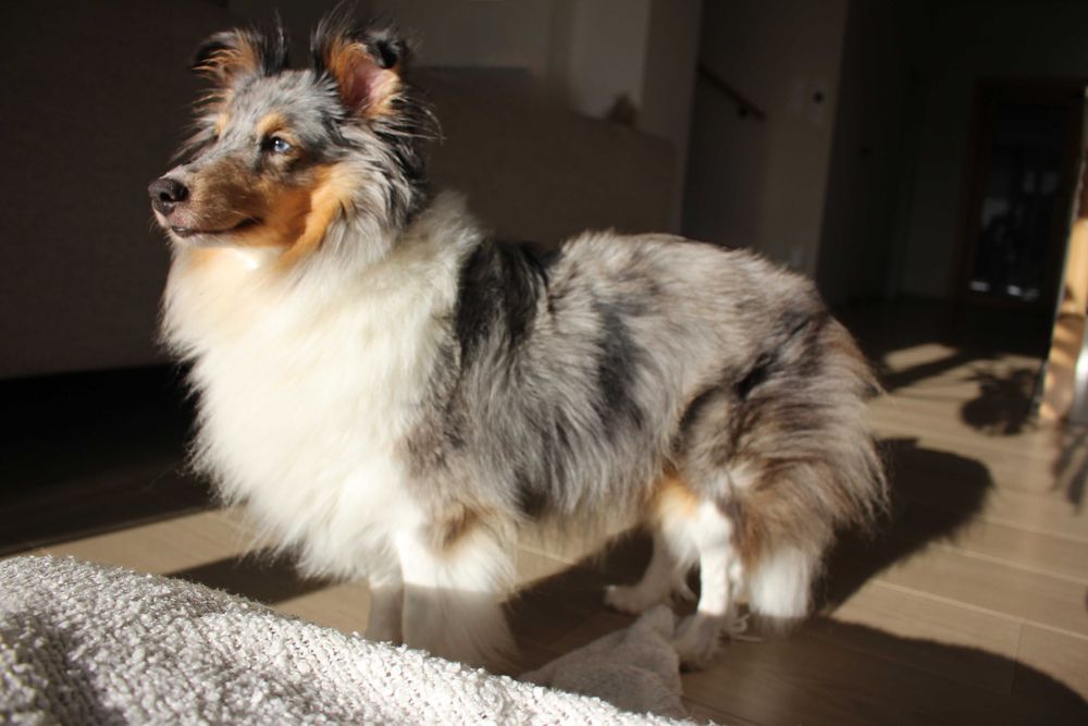 ZAREZERWOWANY owczarek szetlandzki blue merle ZKwP FCI sheltie