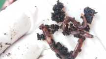 minhoca para compostagem | compost worm