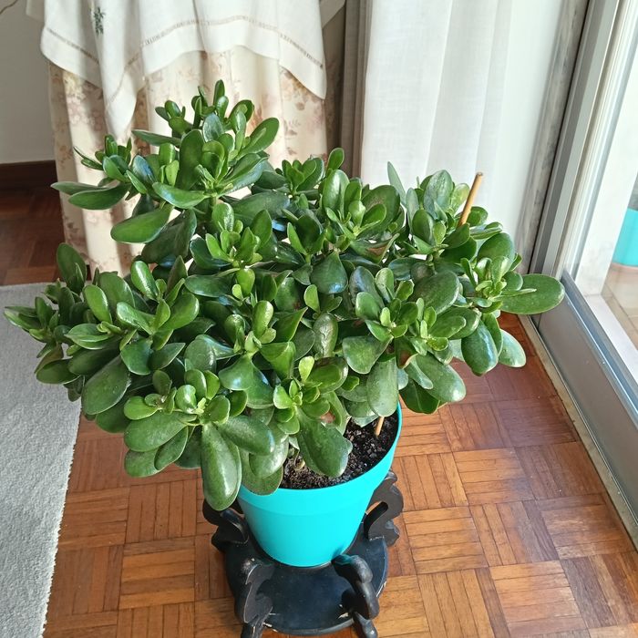 Campo Grande - Vendo Plantas Jade
