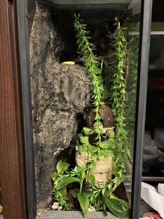 Gekony płaczace terarium