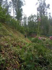 Limpezas Florestais e Jardinagem