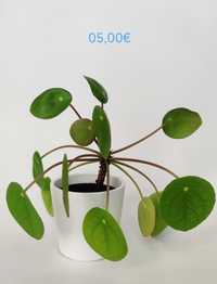Planta bebé pilea peperomioides